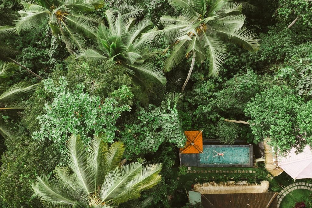 green palm tree near brown wooden bench ubud