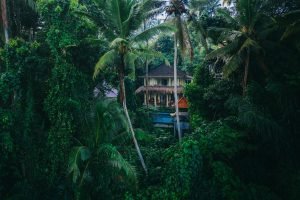a house in the jungle surrounded by trees