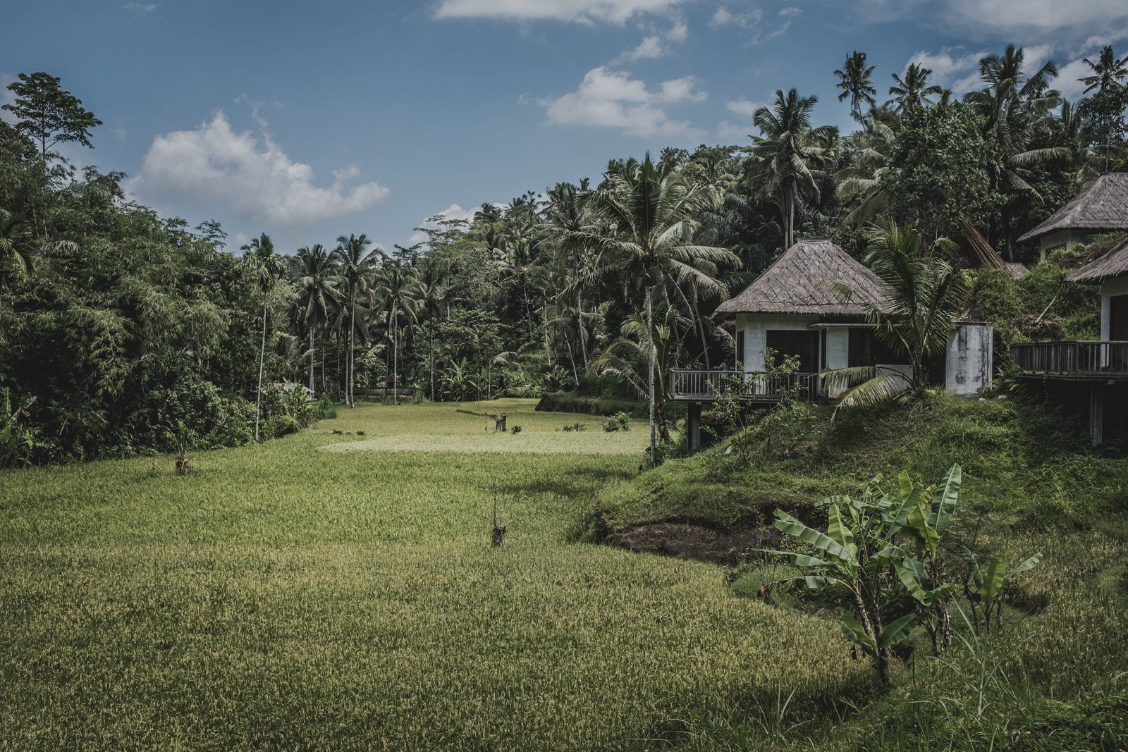 Traditional-style Bali villas overlooking green fields and palm trees