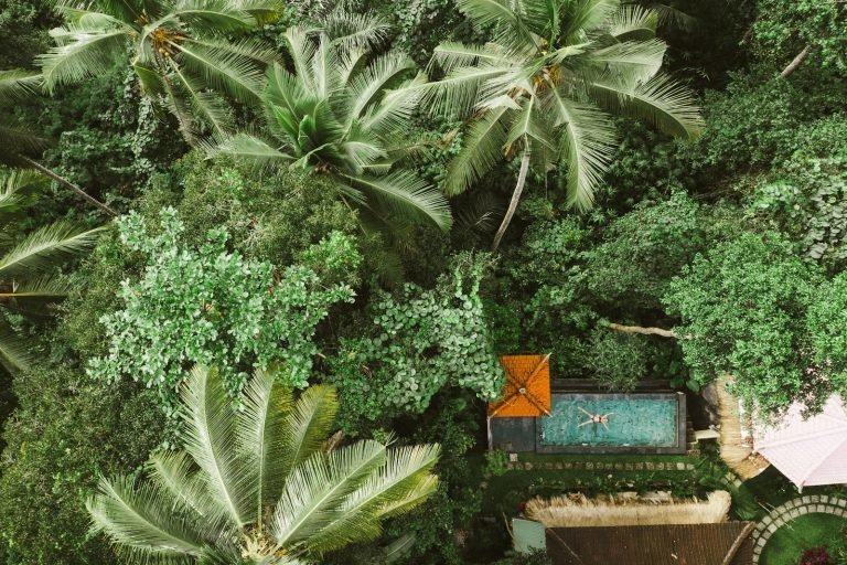 green palm tree near brown wooden bench ubud