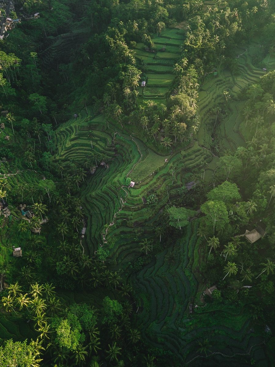 Terasering hijau dan vila di Bali