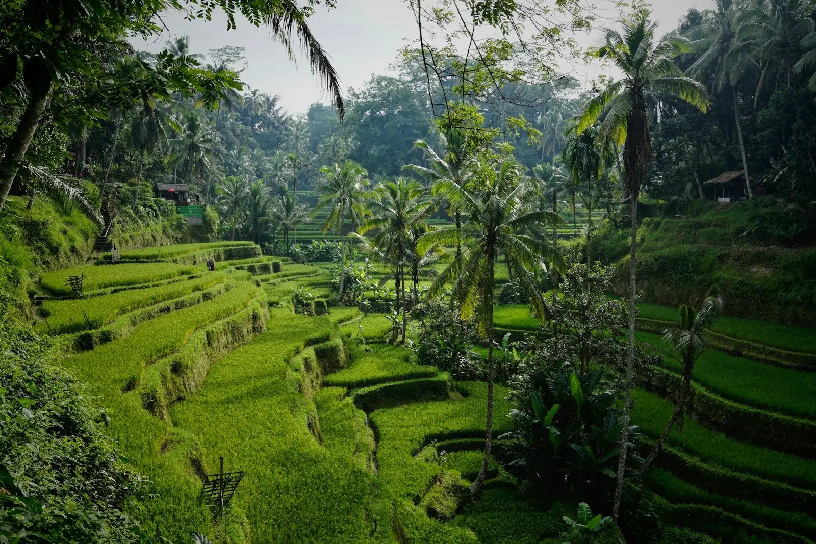 Terasering sawah hijau dan pohon kelapa di Ubud, Bali